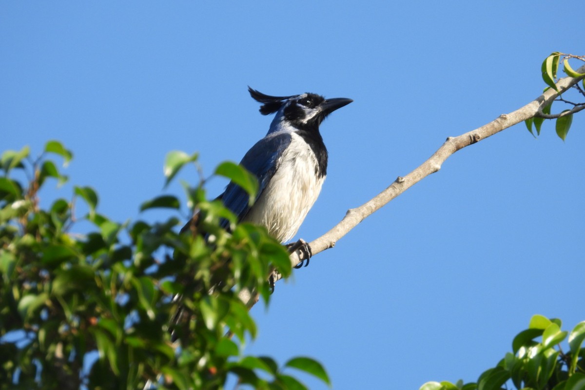 Black-throated Magpie-Jay - ML647004836