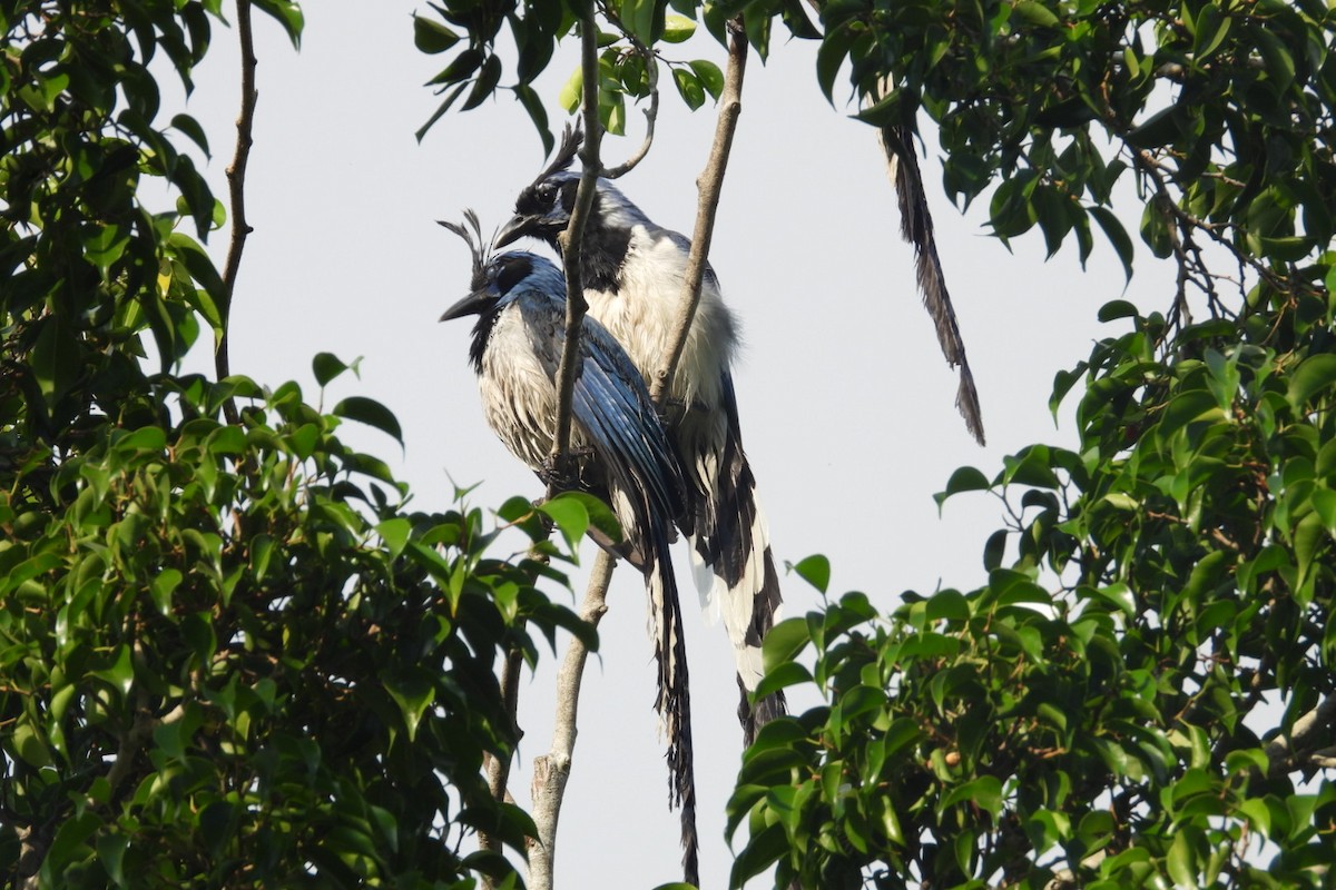Black-throated Magpie-Jay - ML647004837
