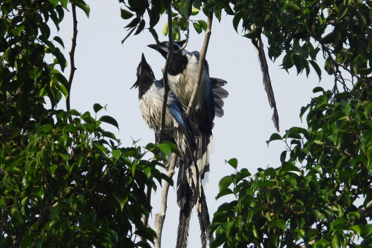 Black-throated Magpie-Jay - ML647004838