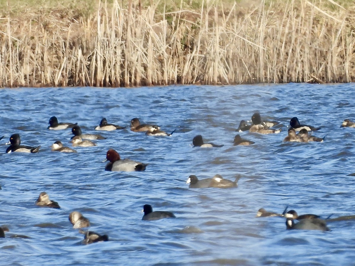 Redhead - ML647004849