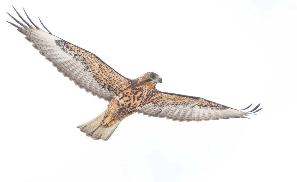 Galápagosbussard - ML647004854