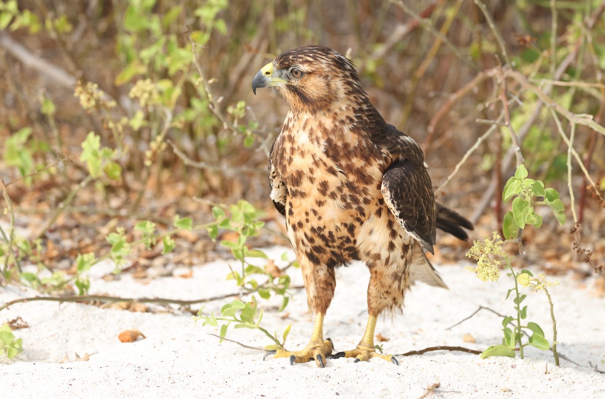 Galápagosbussard - ML647004855