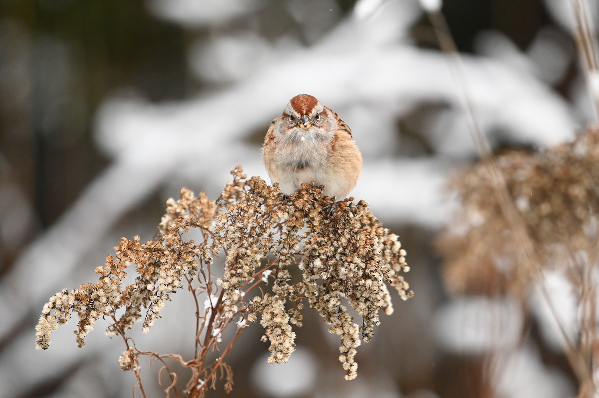 American Tree Sparrow - ML647004860