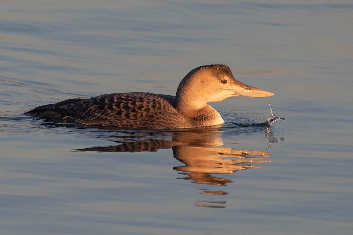 ハシジロアビ - ML647004862