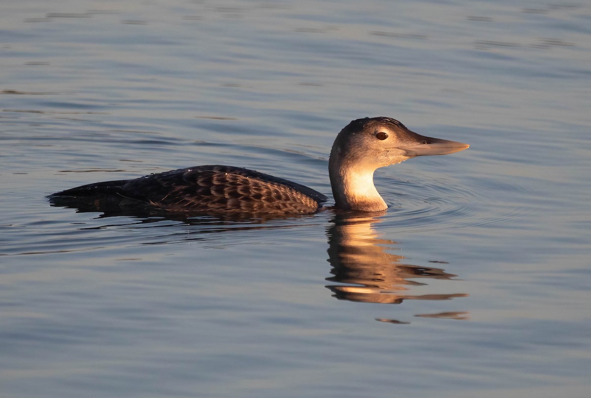 ハシジロアビ - ML647004863