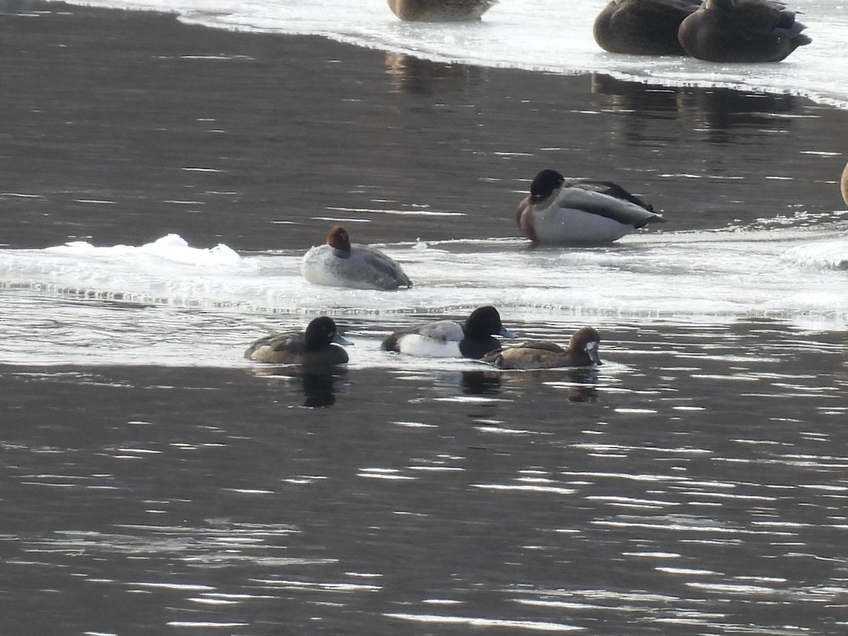 Bergente - ML647004867