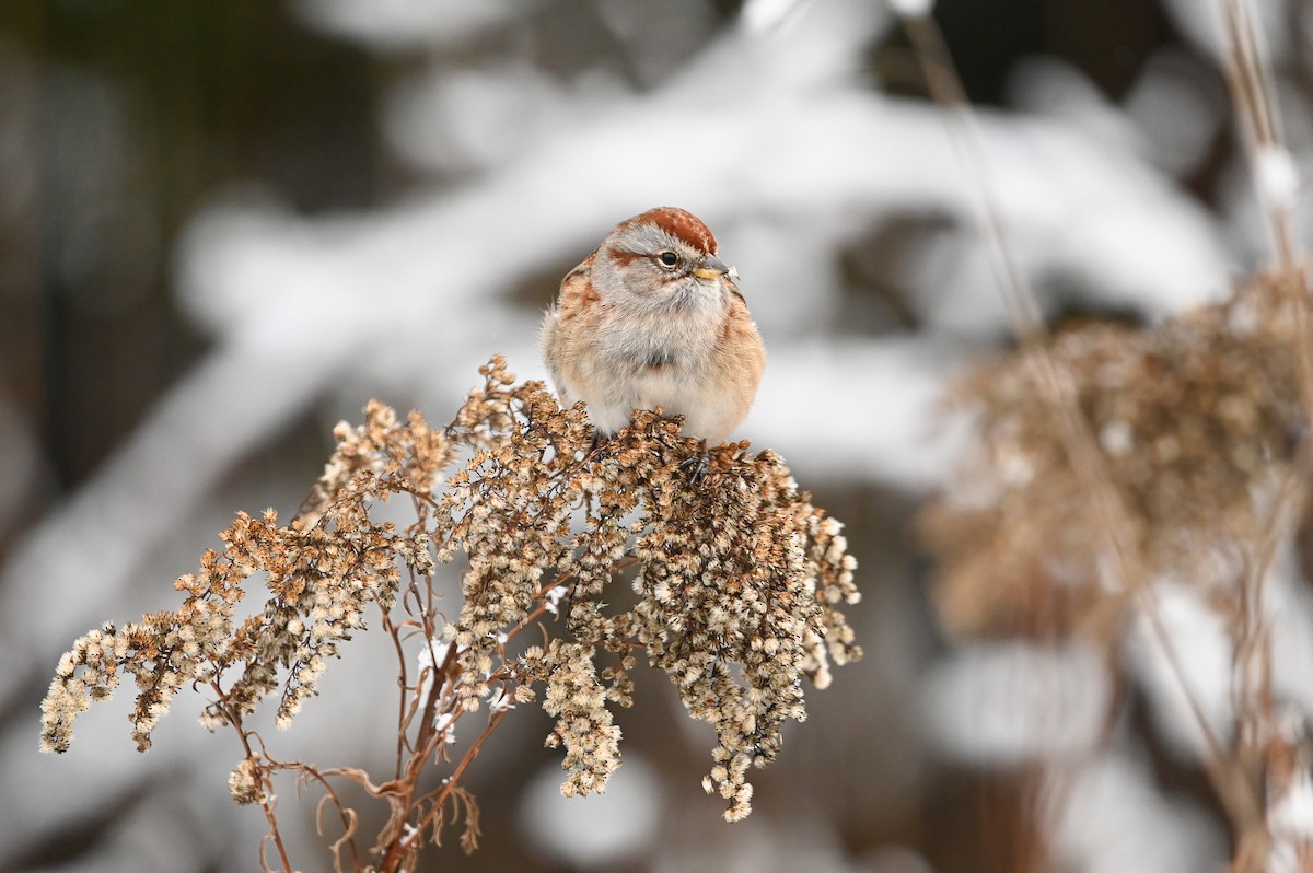 American Tree Sparrow - ML647004875