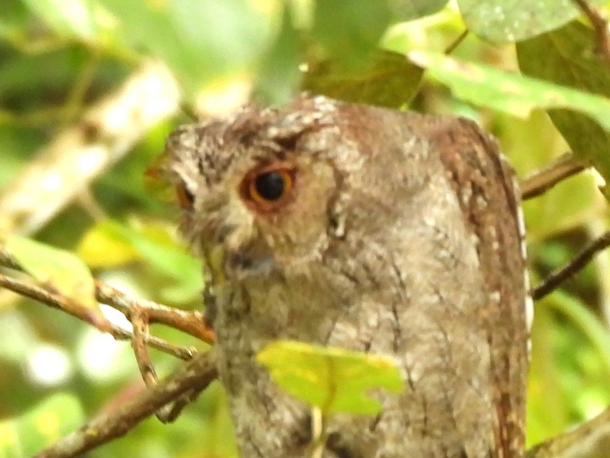 Pacific Screech-Owl - ML647004877