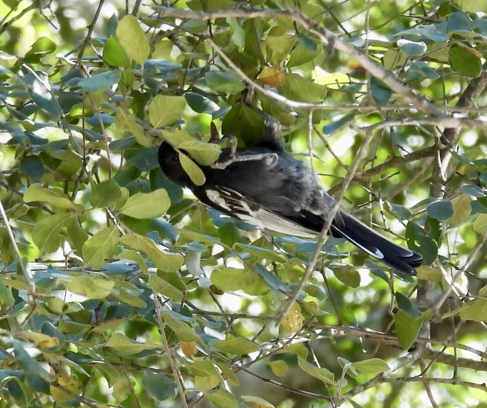 Southern Black-Tit - ML647004878
