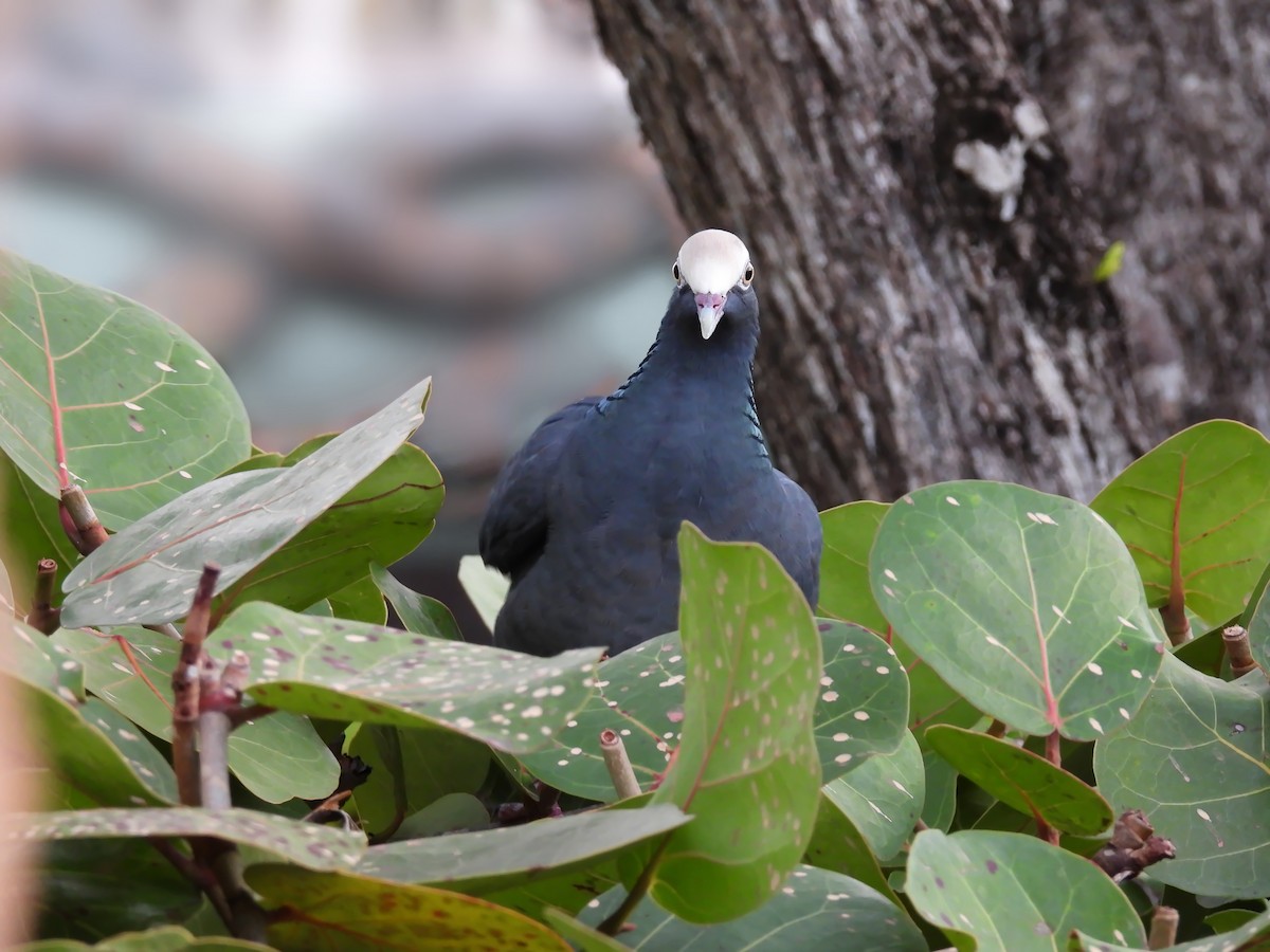 Голуб карибський - ML647004893