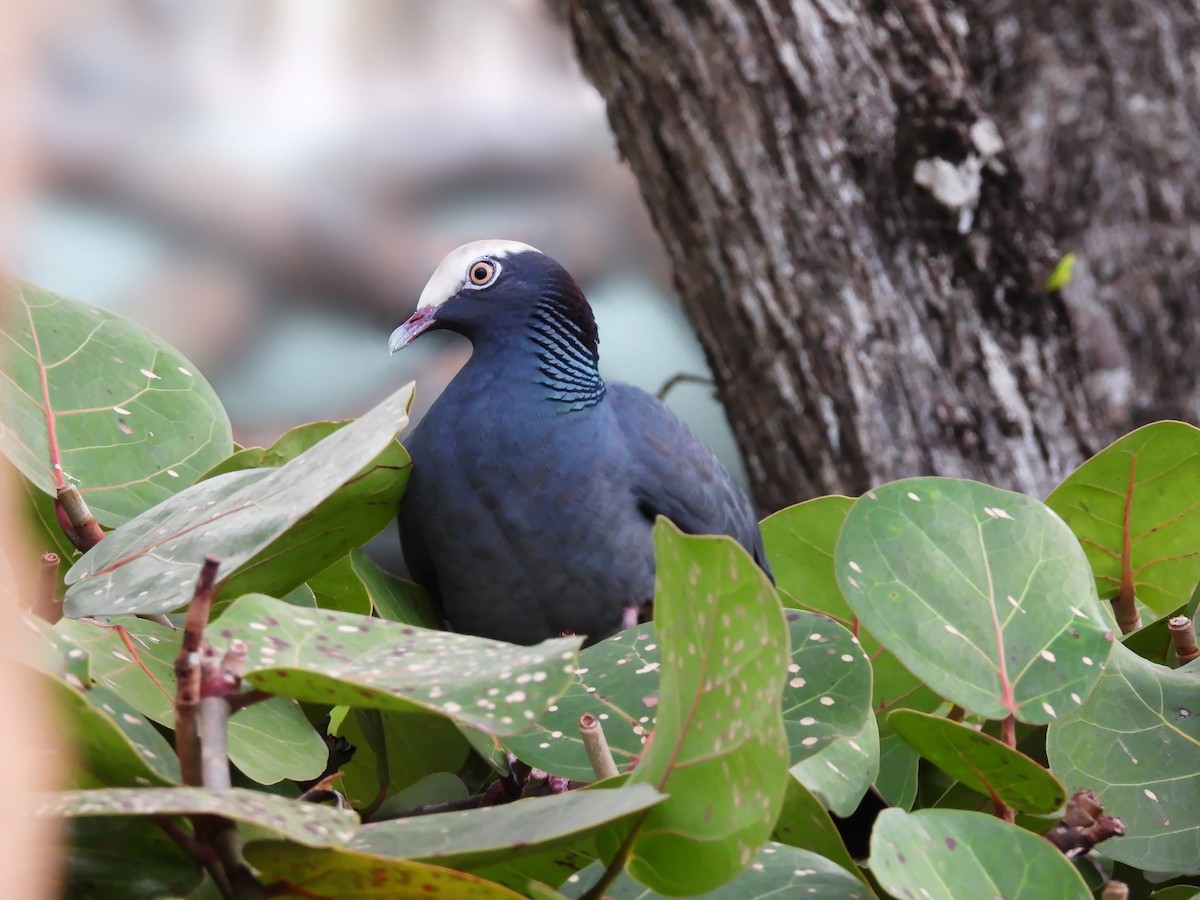 Голуб карибський - ML647004894