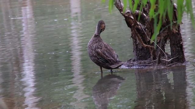 Pacific Black Duck - ML647004896