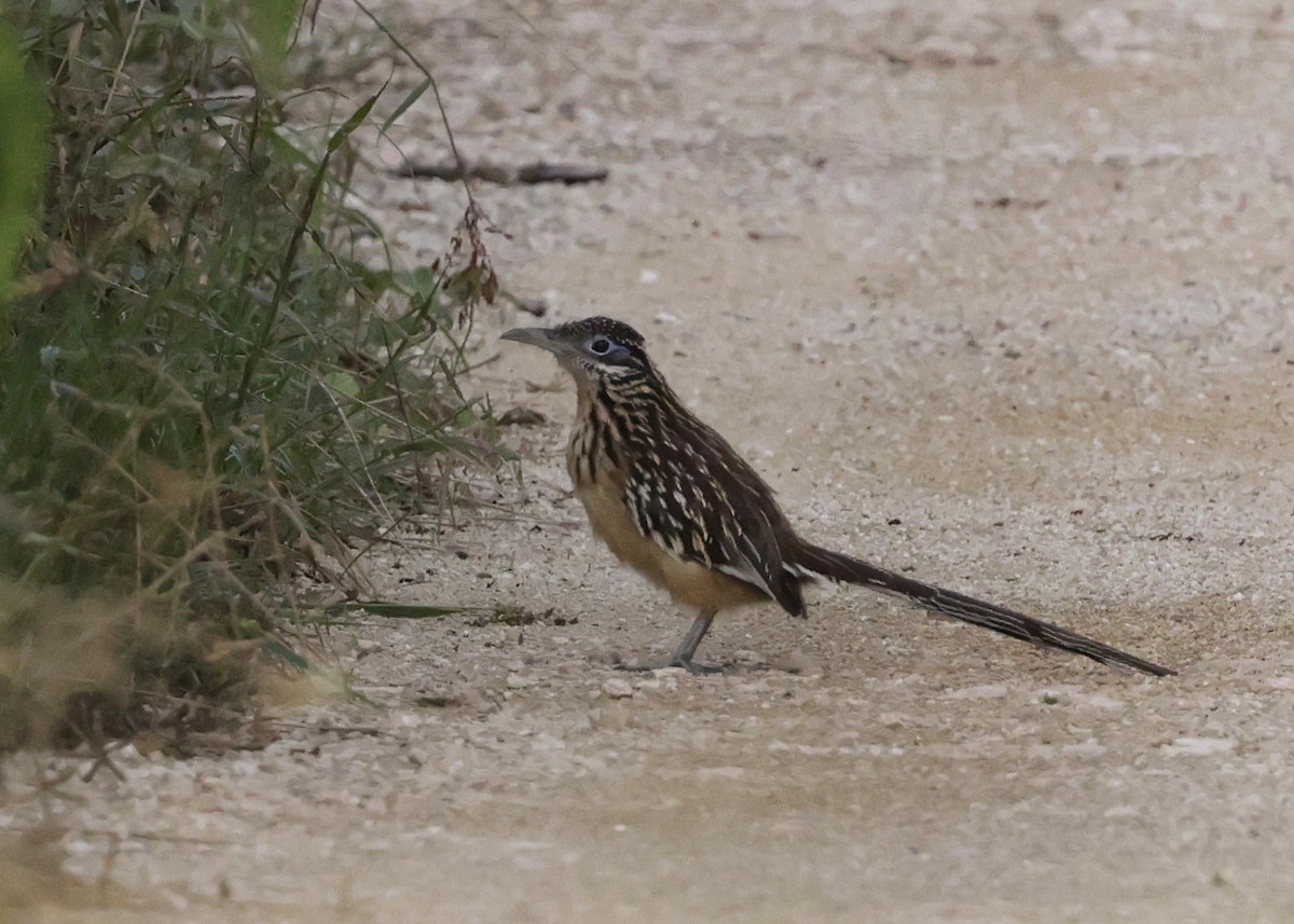 Lesser Roadrunner - ML647004897