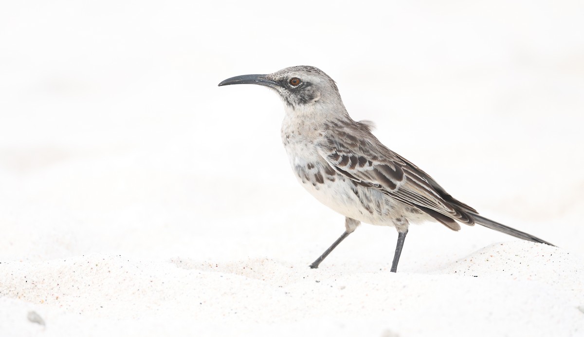 Españolaspottdrossel - ML647004899