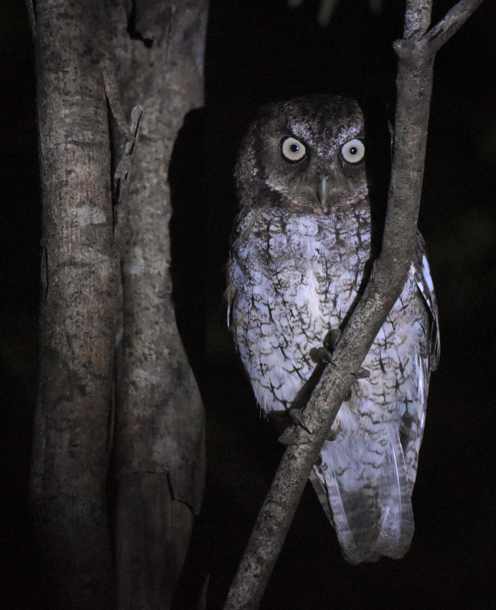 Middle American Screech-Owl - ML647004900