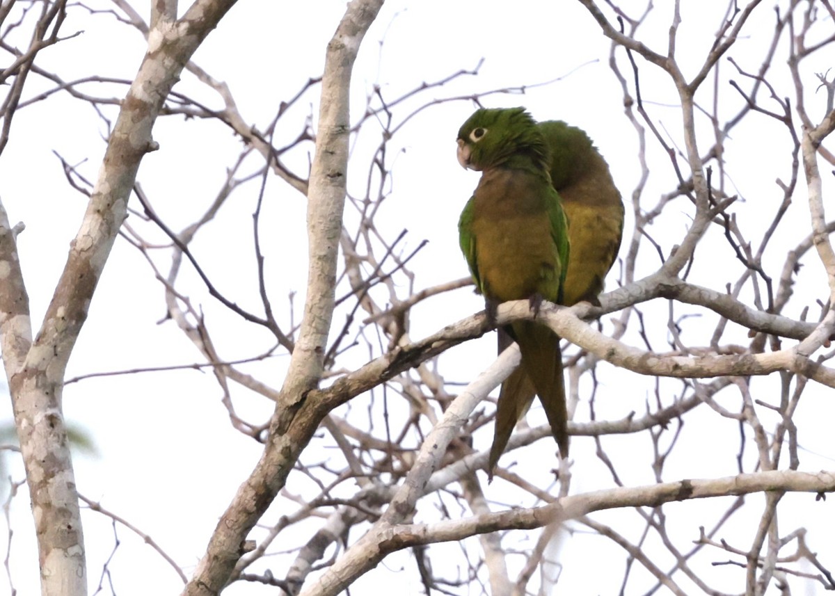 Olive-throated Parakeet (Aztec) - ML647004905