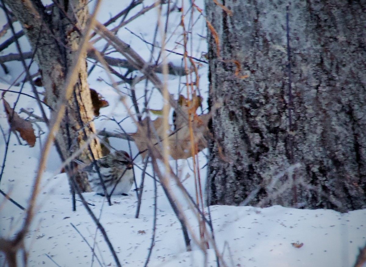 Redpoll - ML647004907