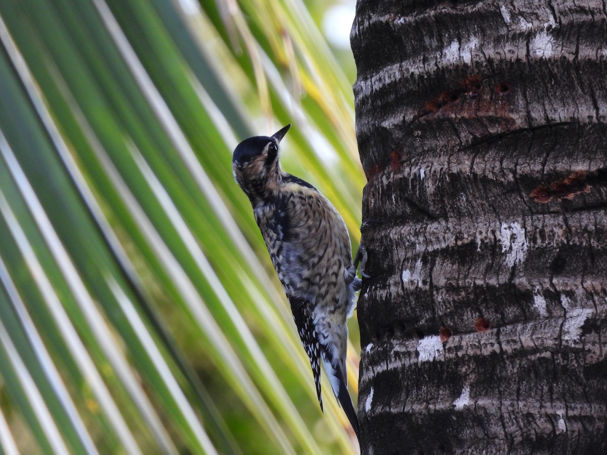 Дятел-смоктун жовточеревий - ML647004909