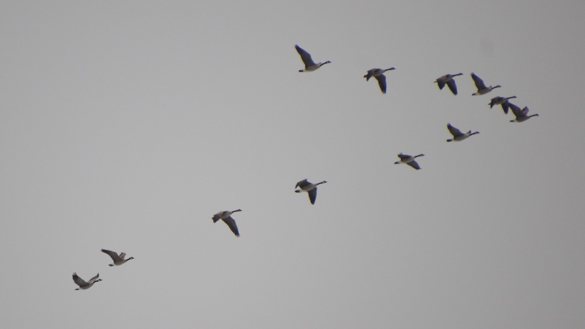 Казарка канадська - ML647004911