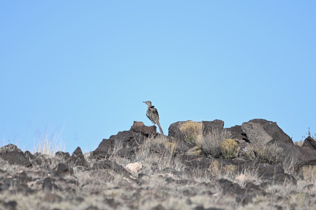 Greater Roadrunner - ML647004913