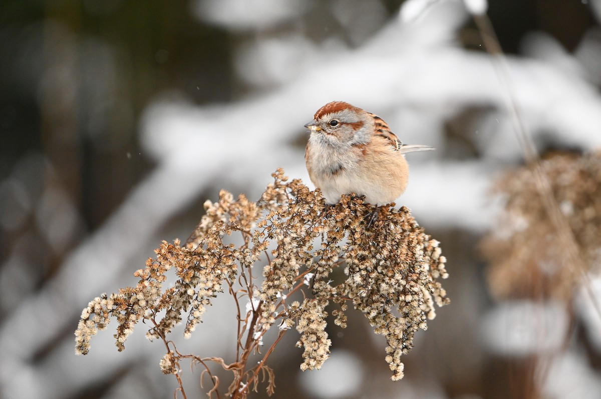 American Tree Sparrow - ML647004914