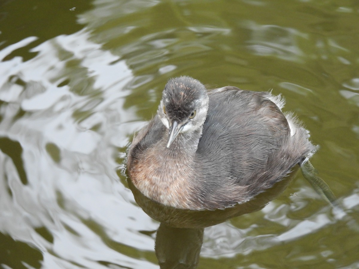 Пірникоза домініканська - ML647004917