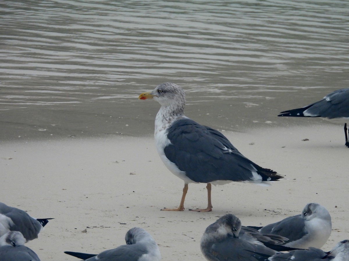 Lesser Black-backed Gull - ML647004932