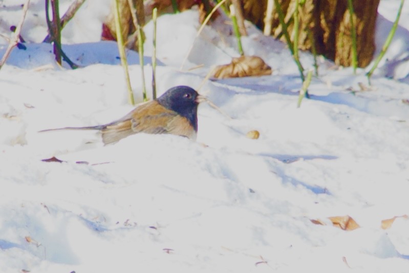 Dark-eyed Junco (Oregon) - ML647004933