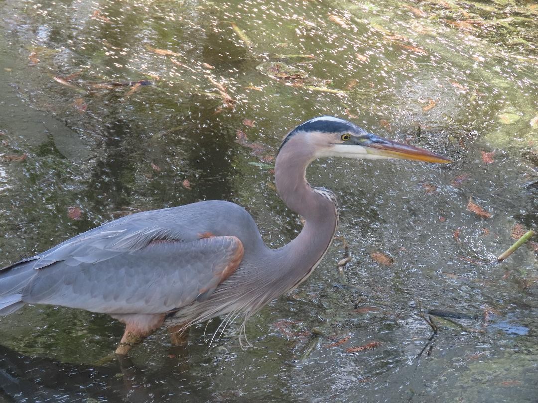 Great Blue Heron - ML647004934