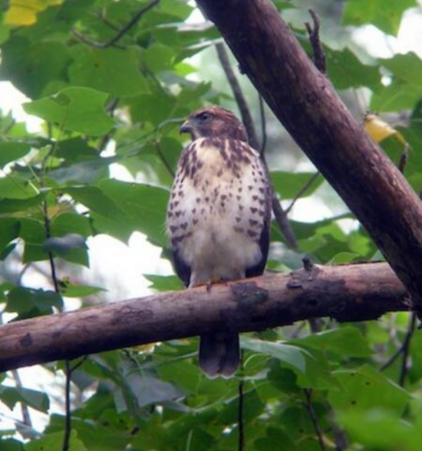 Broad-winged Hawk - ML647004936