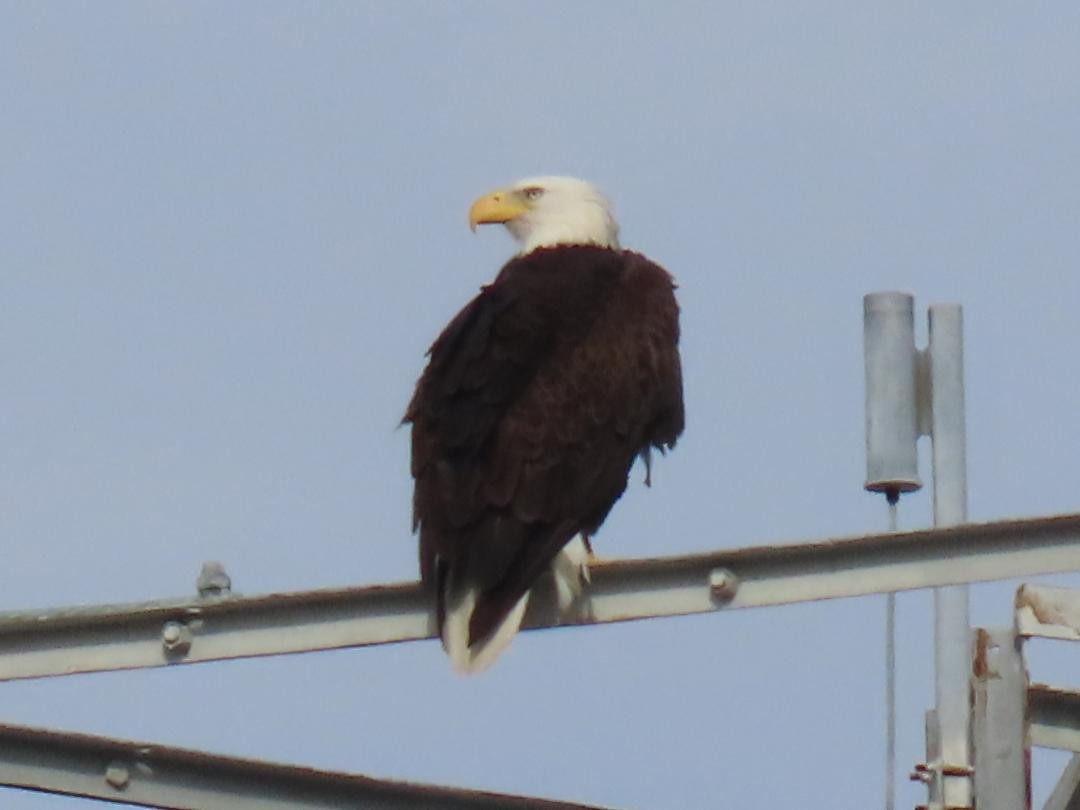 Bald Eagle - ML647004941