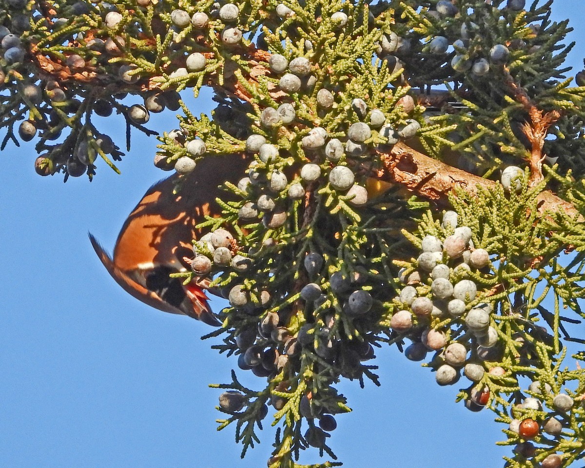 ヒメレンジャク - ML647004946