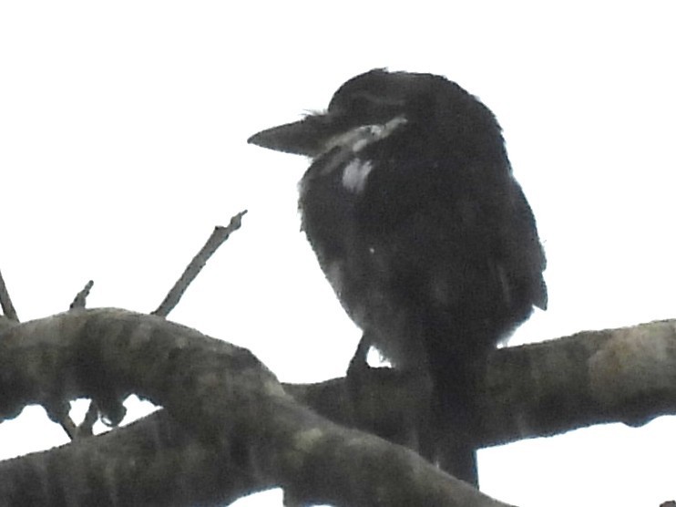 Pied Puffbird - ML647004947