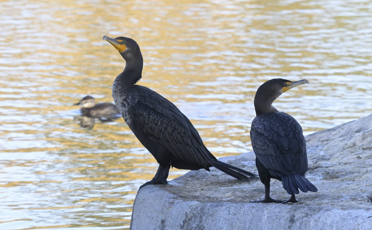 ミミヒメウ - ML647004948