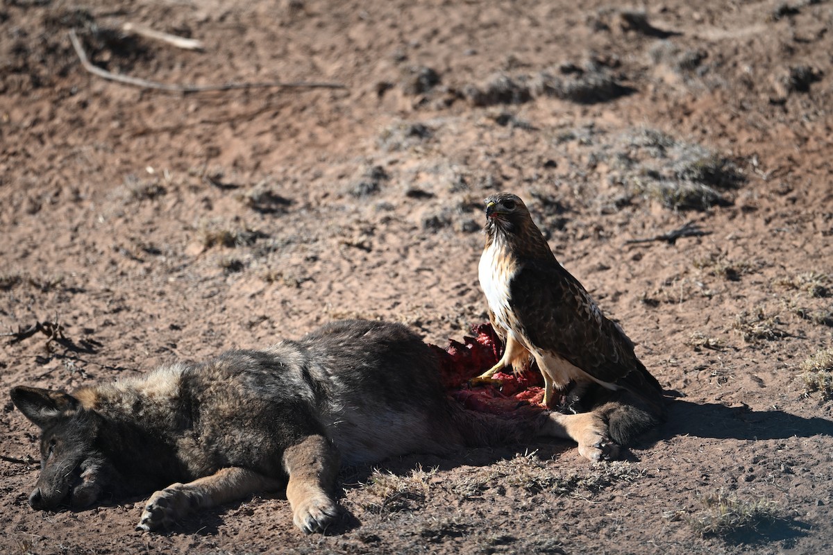 Red-tailed Hawk - ML647004951