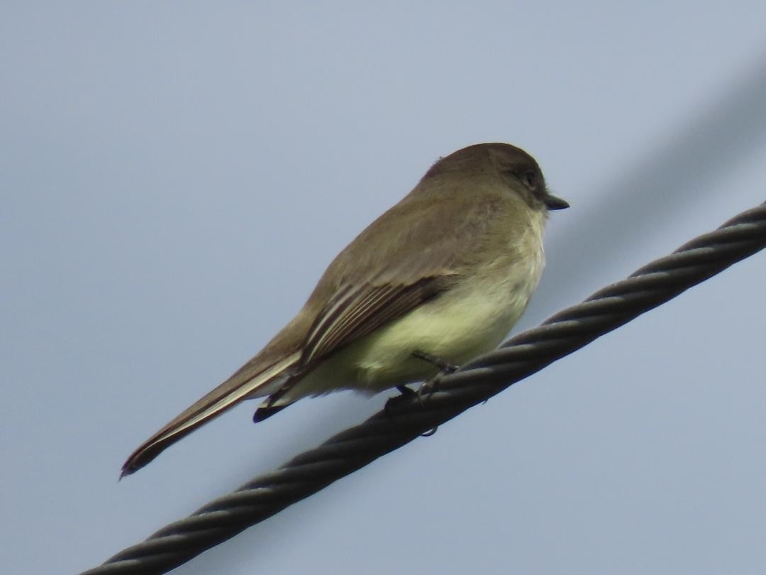 Mosquero Fibí - ML647004953