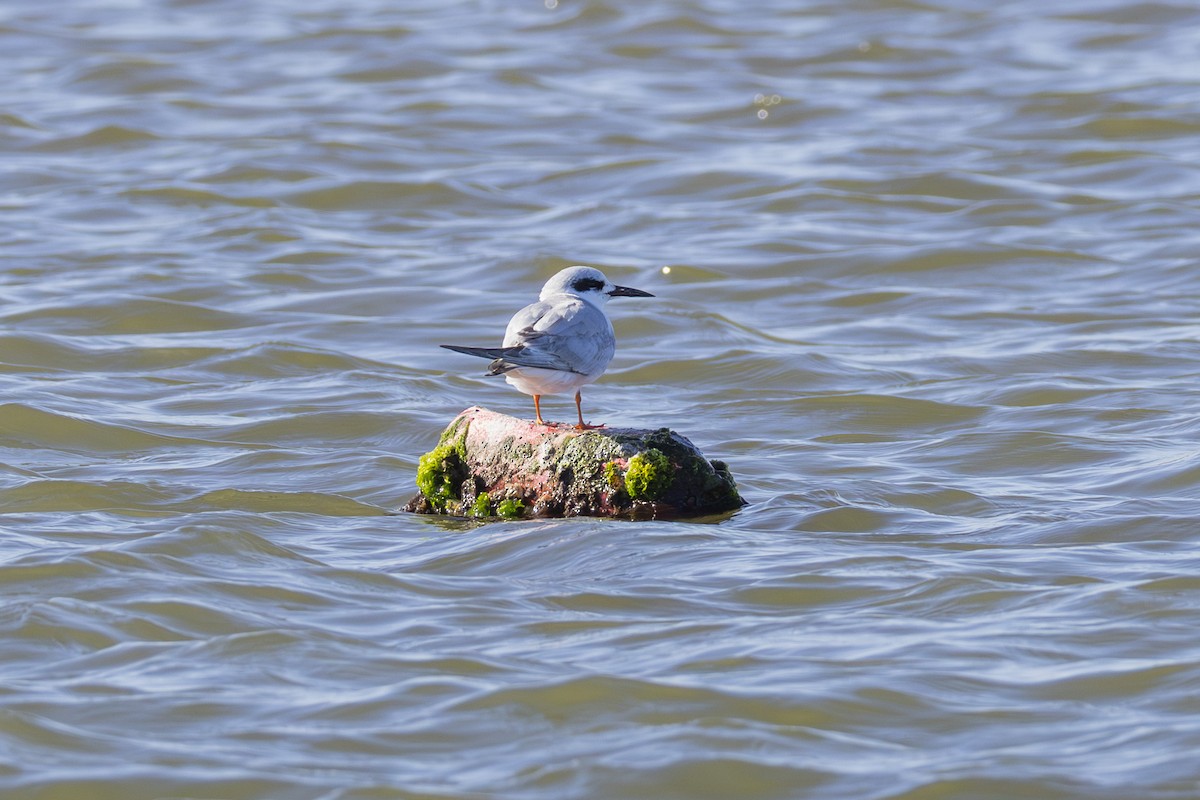 Forster's Tern - ML647004954