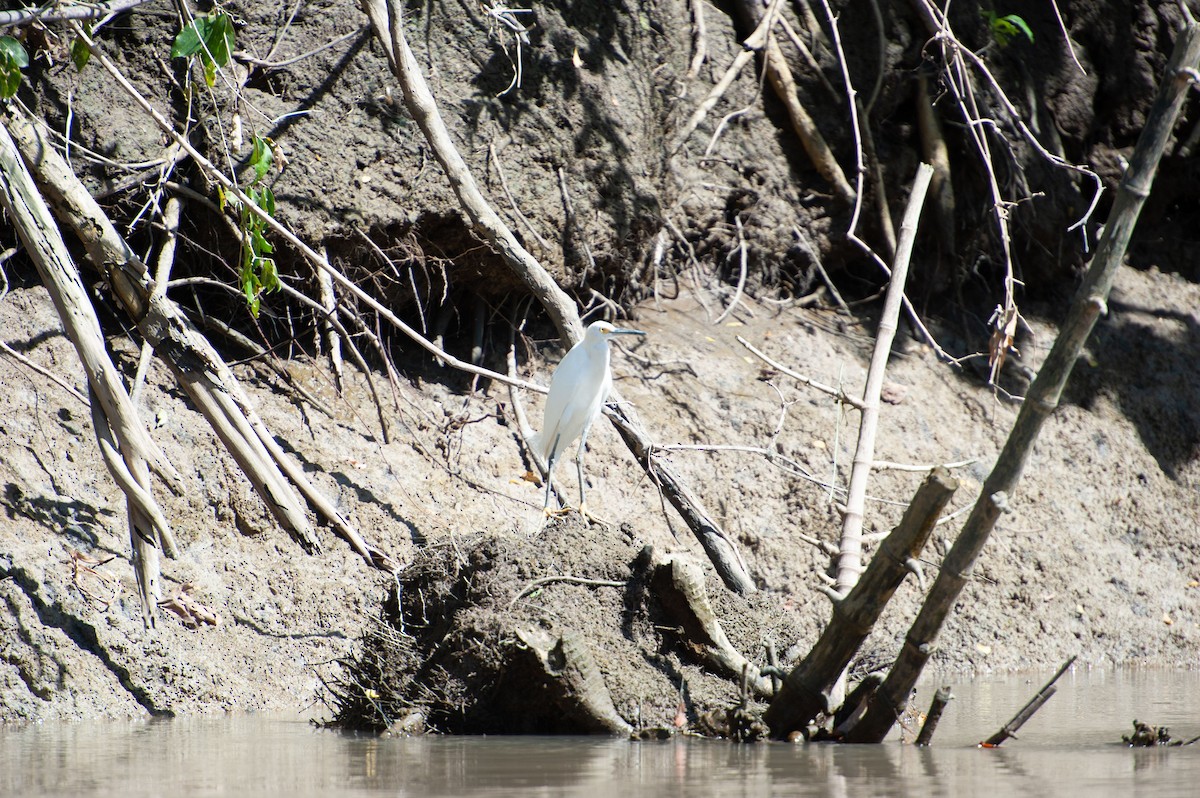 ユキコサギ - ML647004956