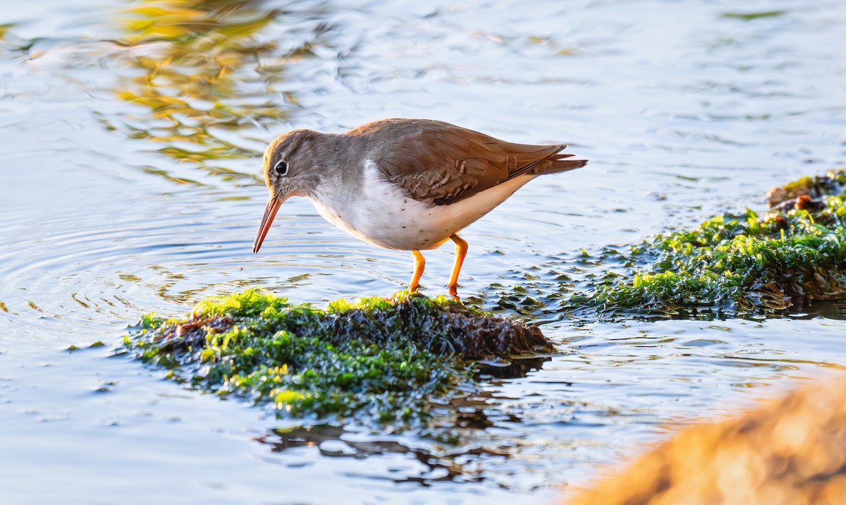 アメリカイソシギ - ML647004957