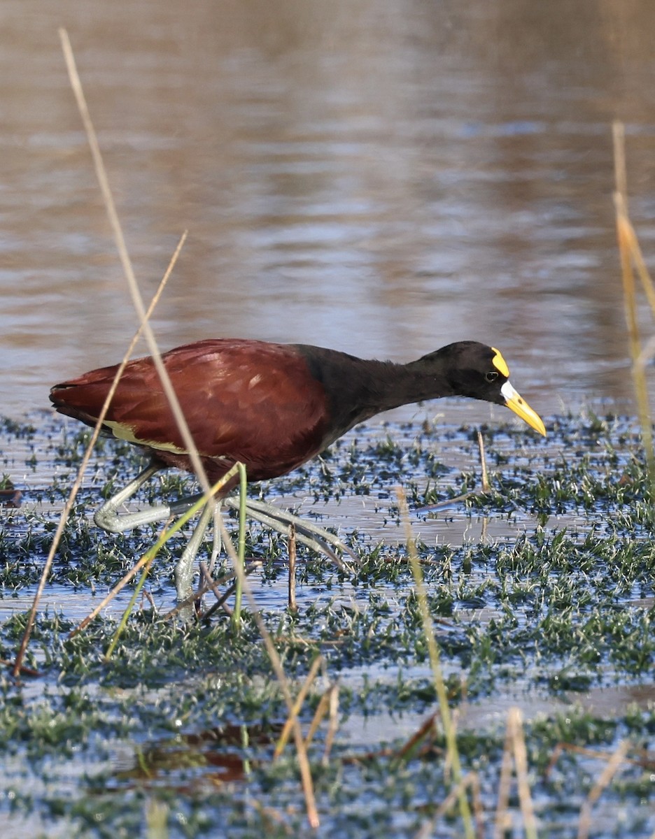Northern Jacana - ML647004958