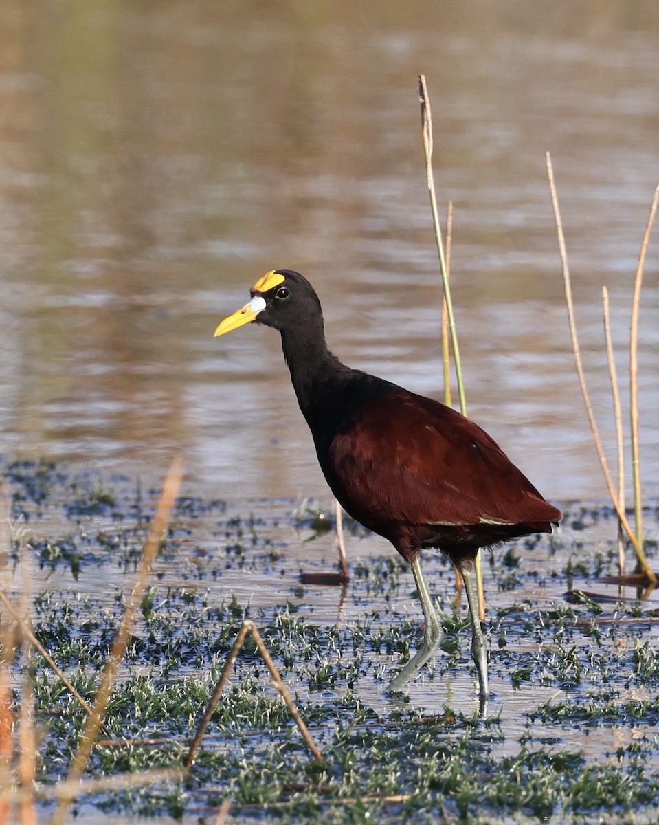 Northern Jacana - ML647004960