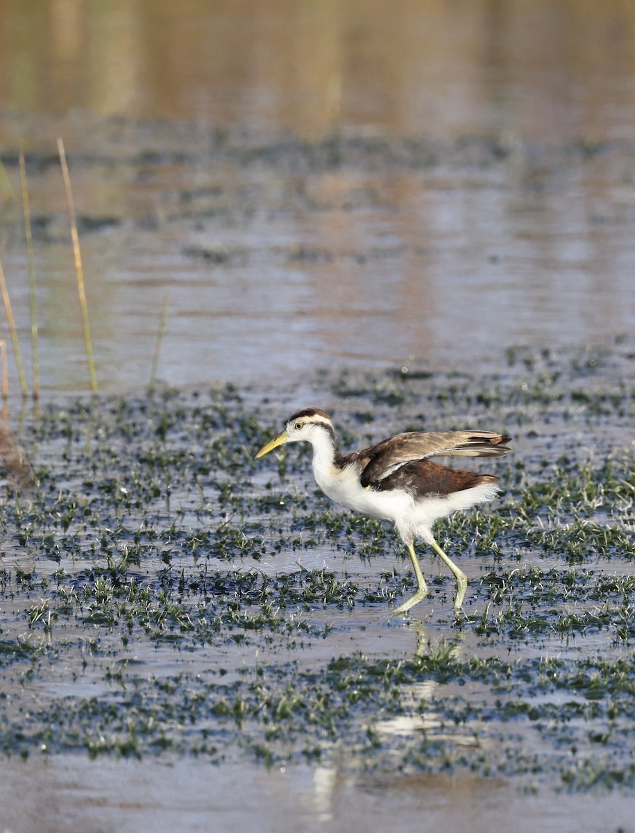 Northern Jacana - ML647004961