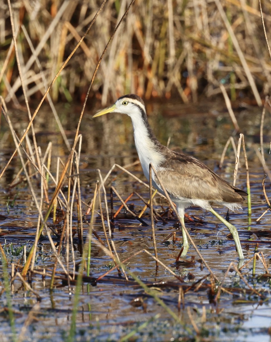 Northern Jacana - ML647004962