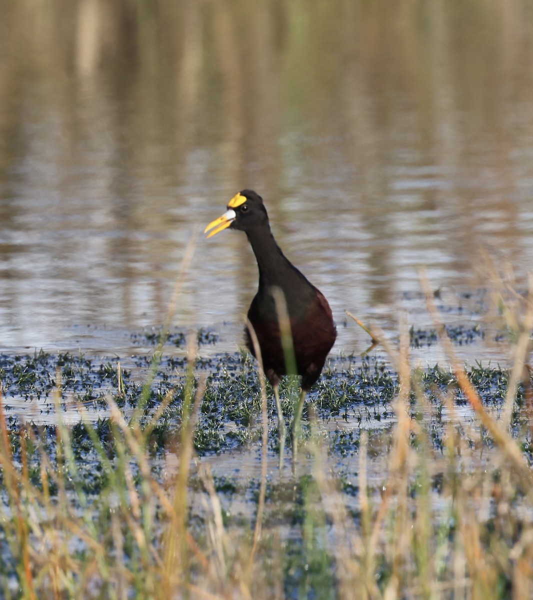 Northern Jacana - ML647004963