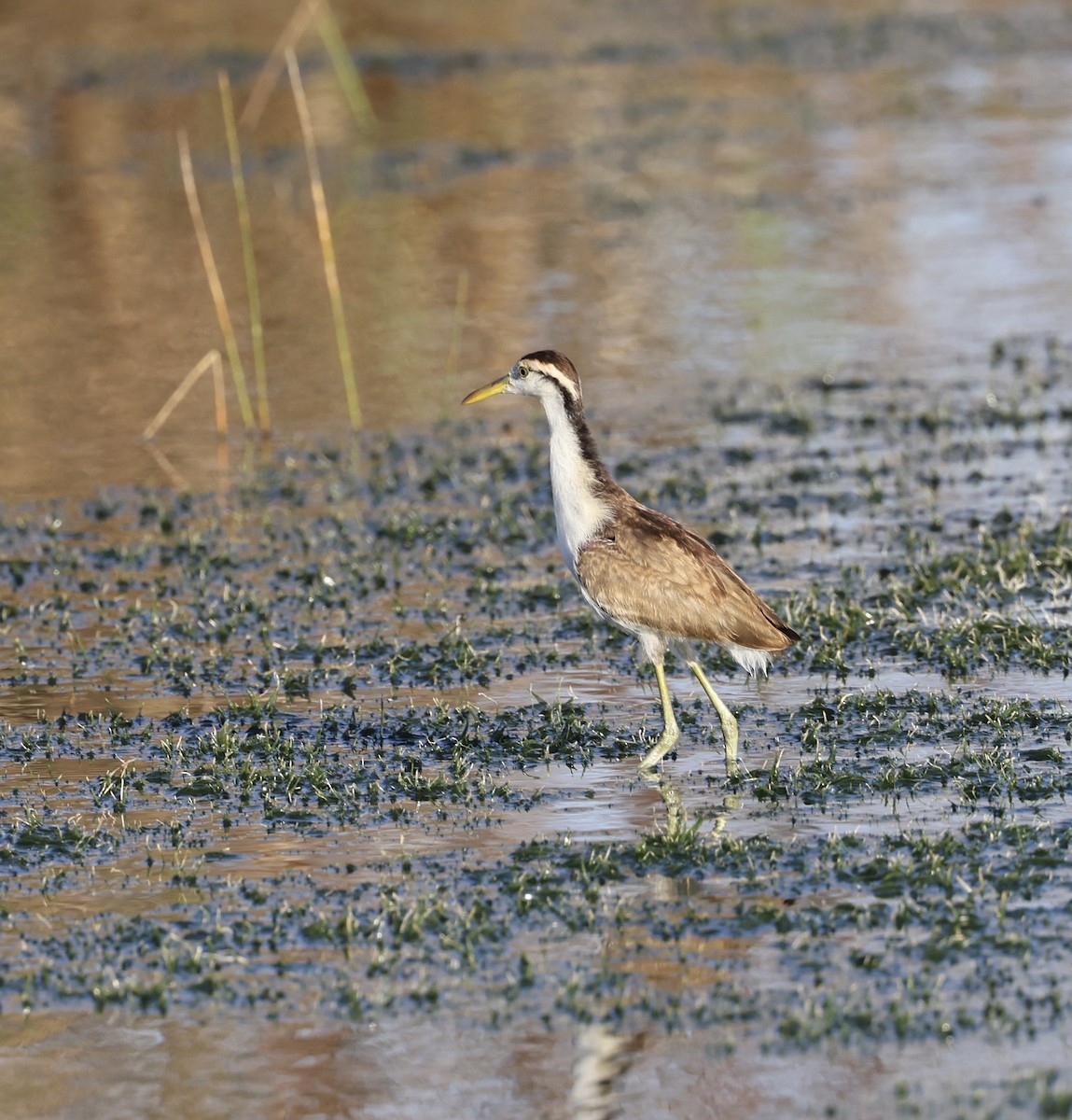 Northern Jacana - ML647004964