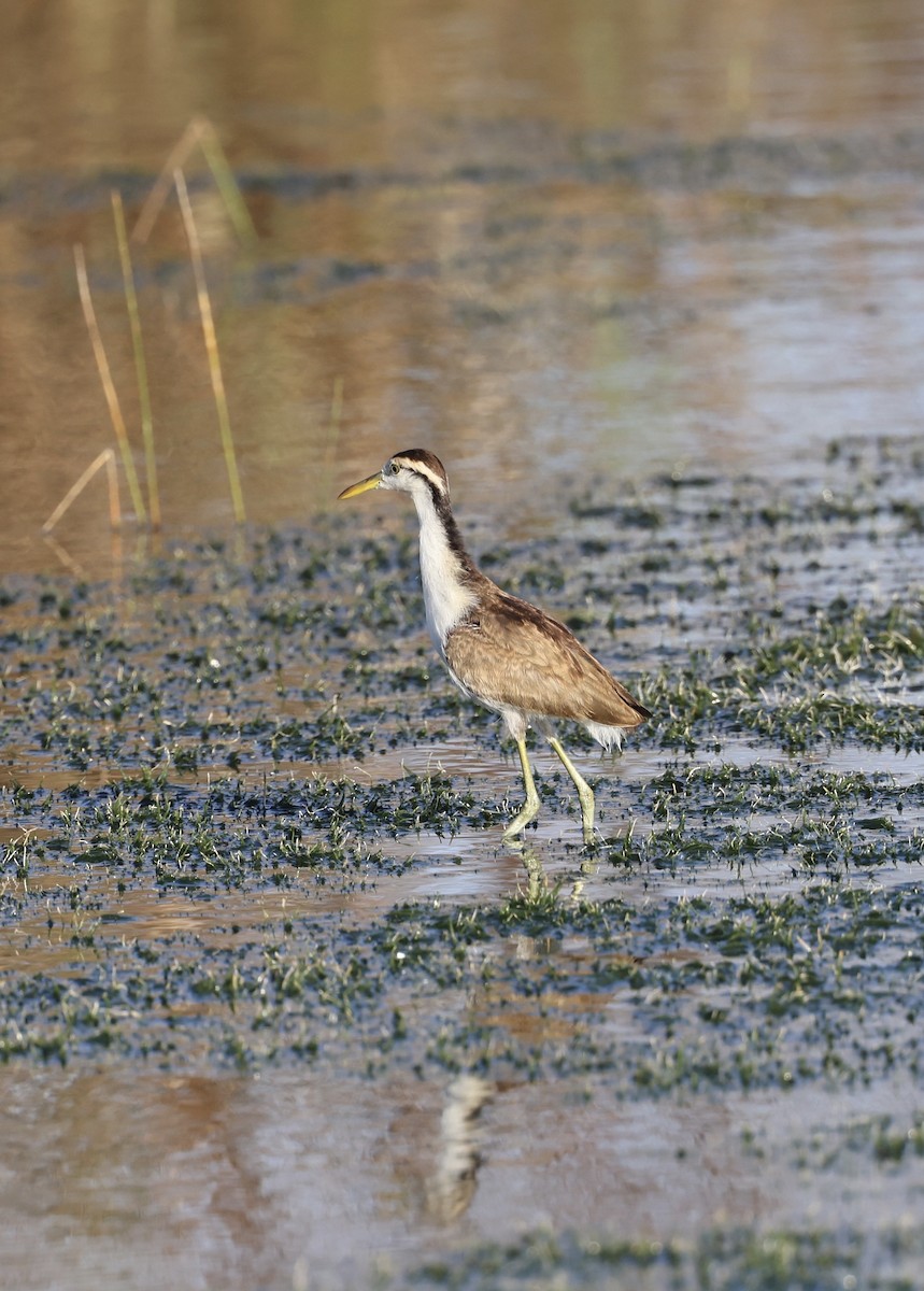 Northern Jacana - ML647004965