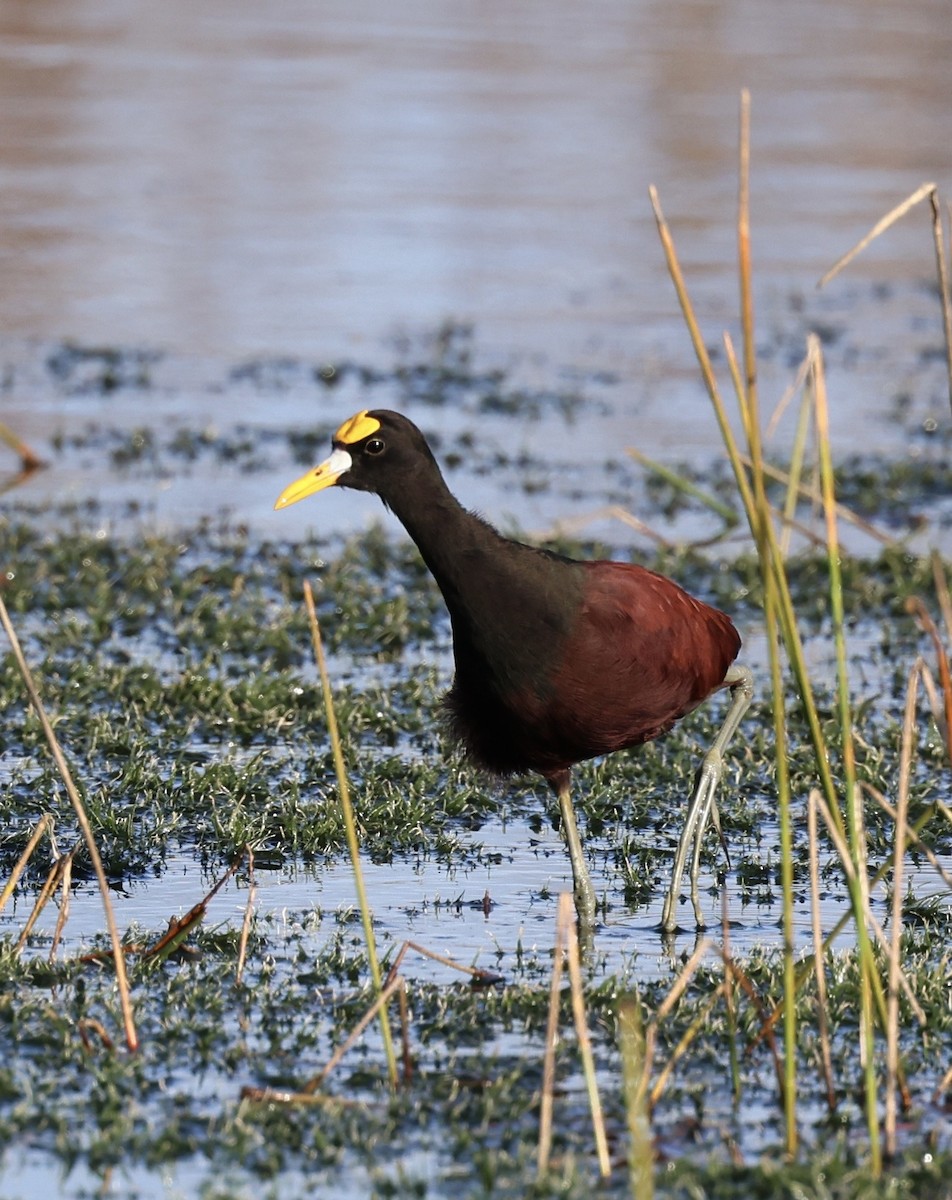 Northern Jacana - ML647004966