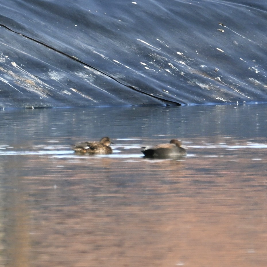 オカヨシガモ - ML647004969