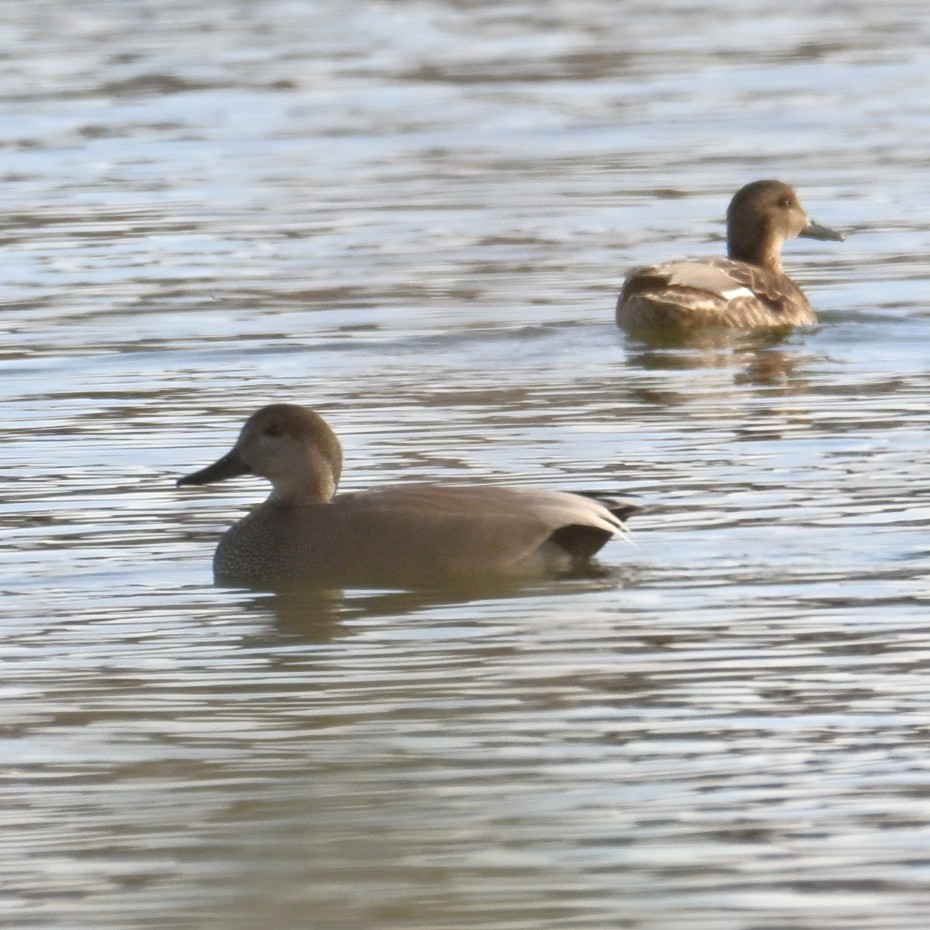 オカヨシガモ - ML647004970