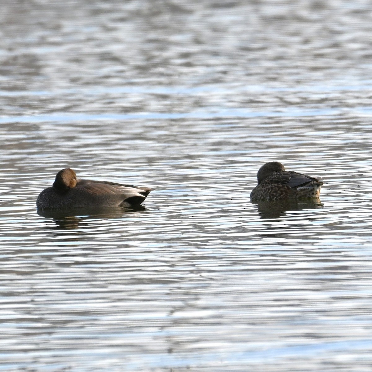 オカヨシガモ - ML647004971